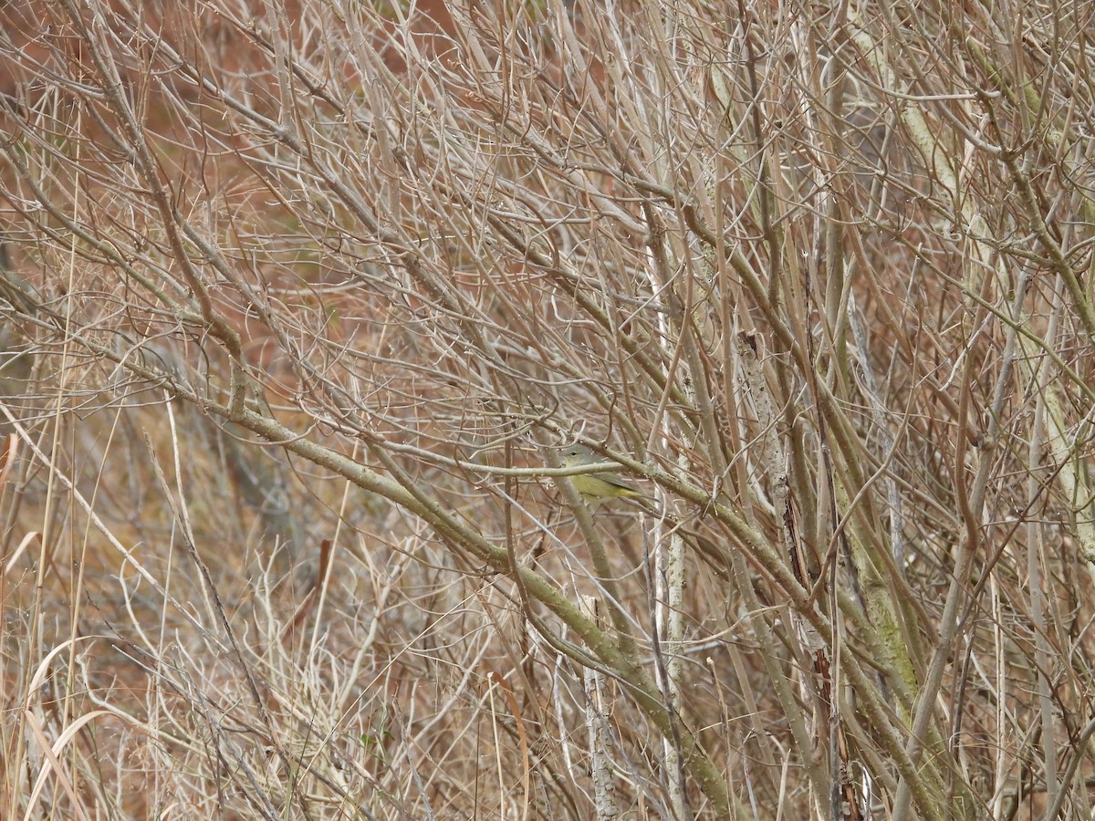 Orange-crowned Warbler - ML615678047