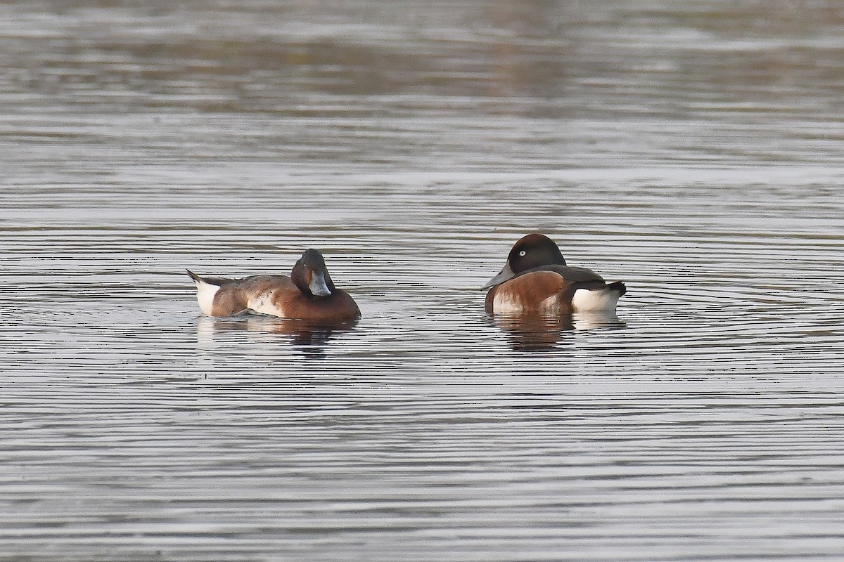 Baer's Pochard - ML615678062