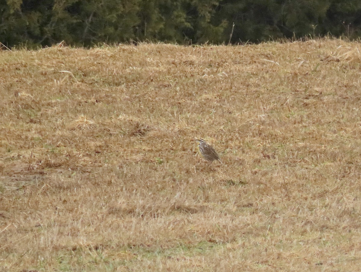 Eastern Meadowlark - David and Regan Goodyear