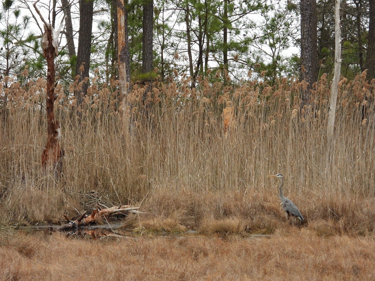 Great Blue Heron - ML615678117