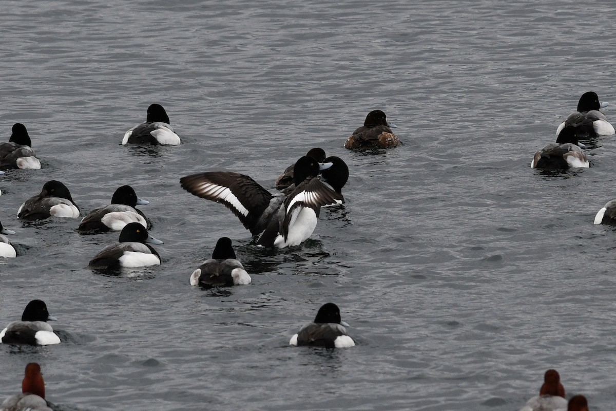 Greater Scaup - David M. Bell