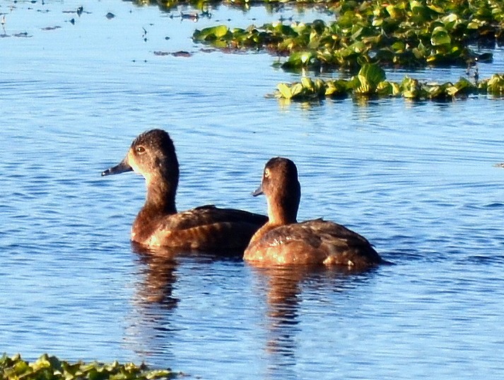 Ring-necked Duck - ML615678164