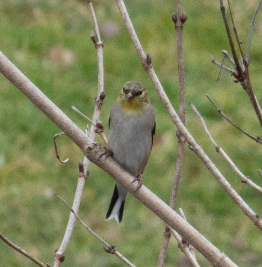 American Goldfinch - Rachel Zierzow