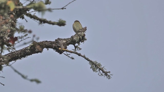 Iberian Chiffchaff - ML615678247