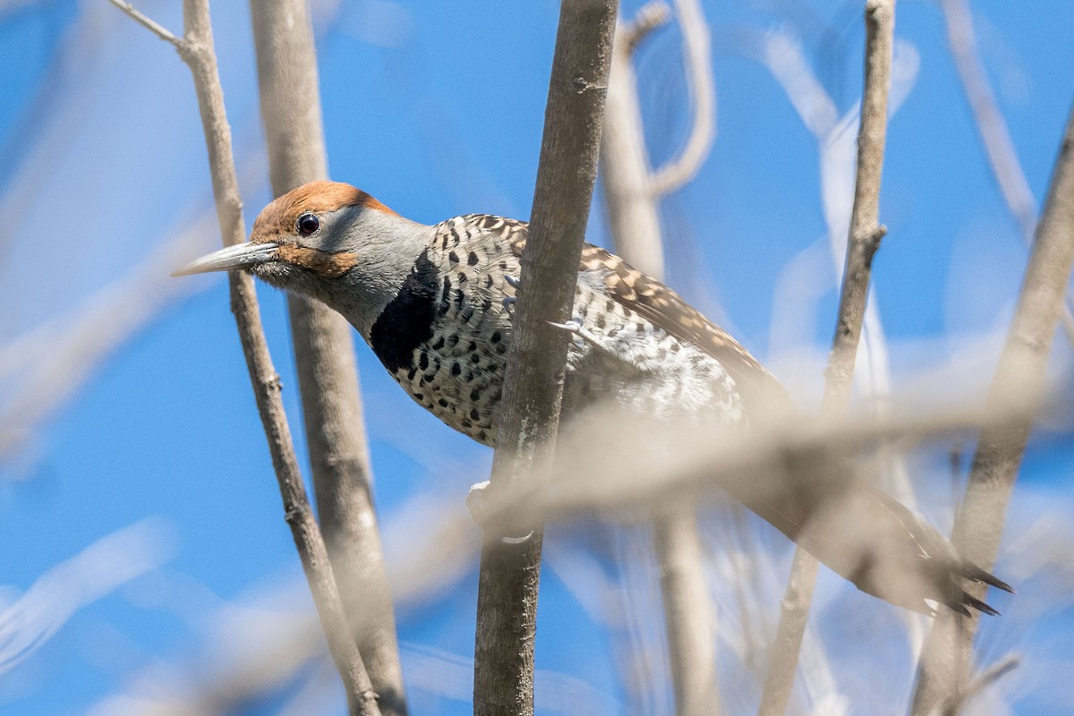 Northern Flicker (Guatemalan) - ML615678302