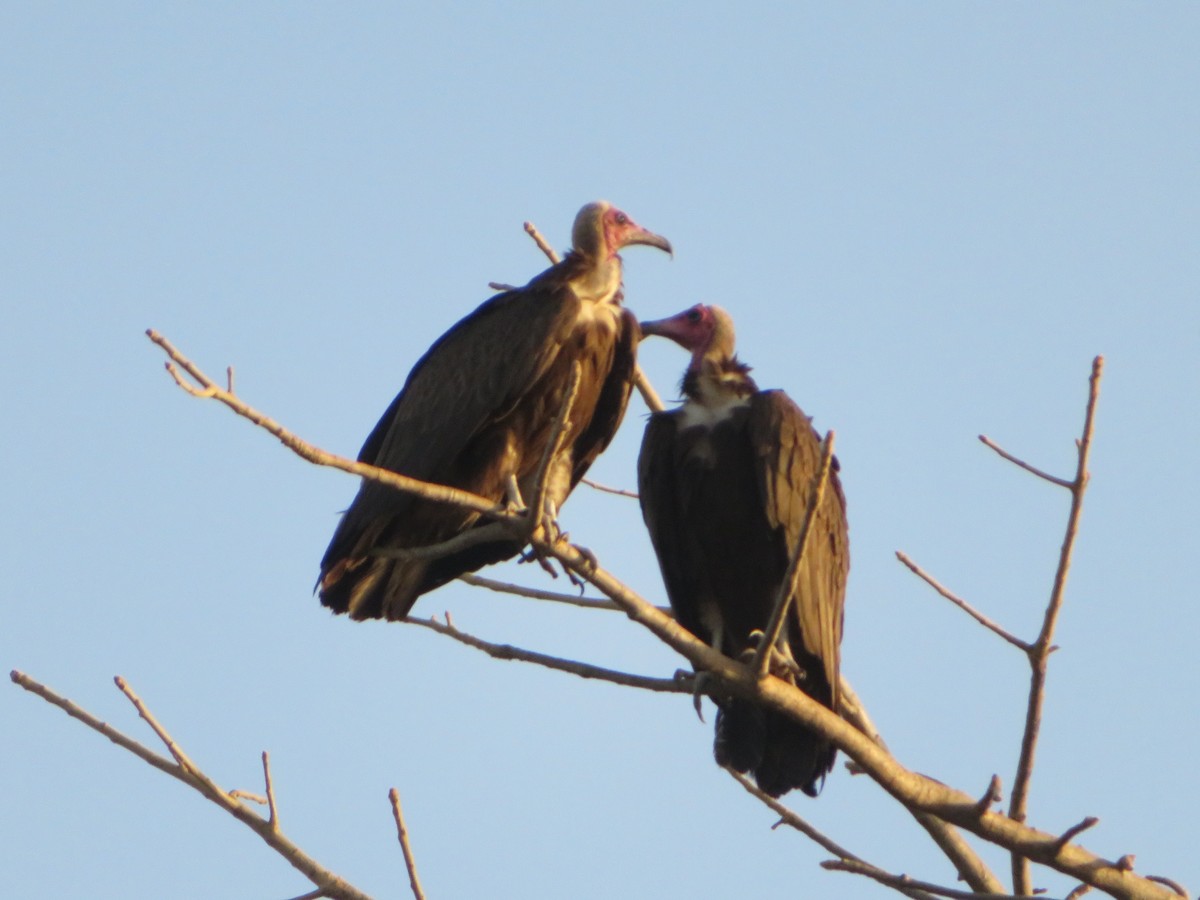 Hooded Vulture - ML615678309