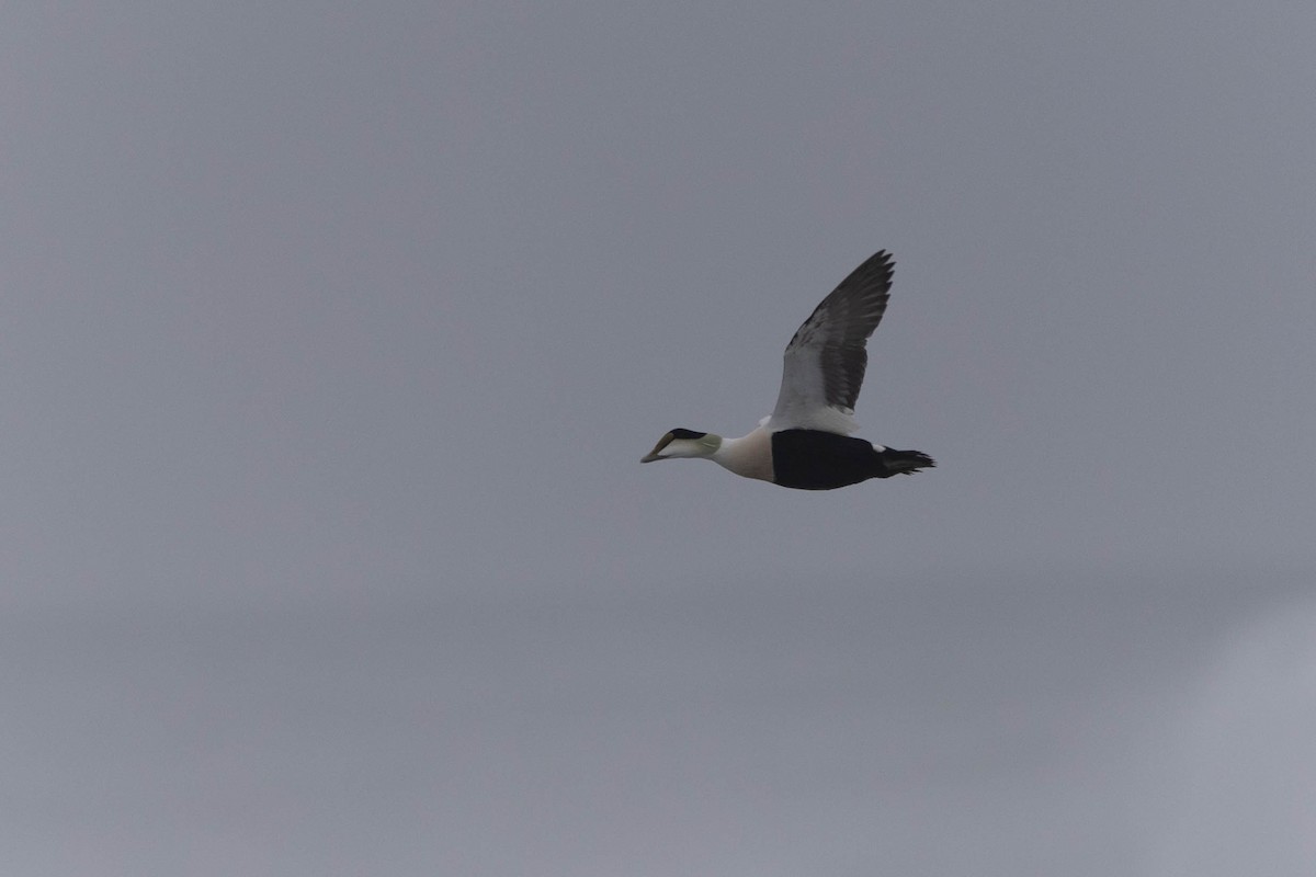 Common Eider - Patrick Colbert Muetterties