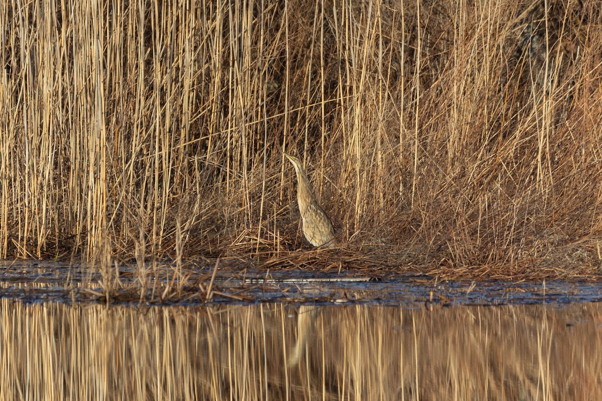 American Bittern - ML615678365