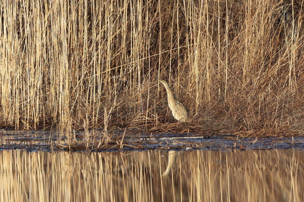 American Bittern - ML615678366