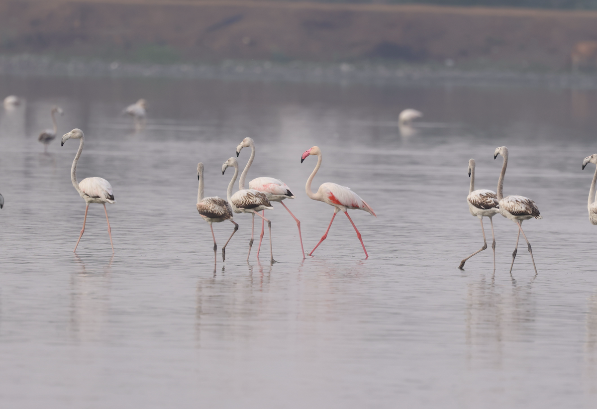 Greater Flamingo - ML615678374