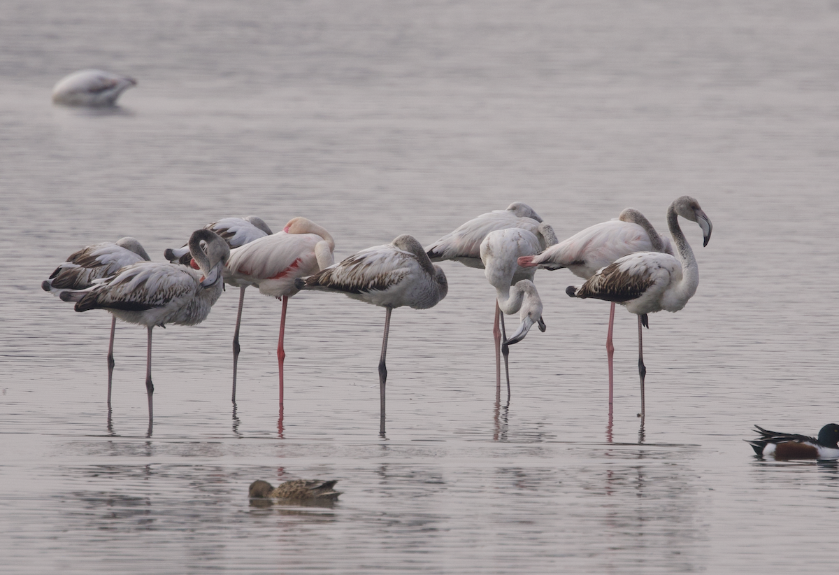 Greater Flamingo - ML615678375