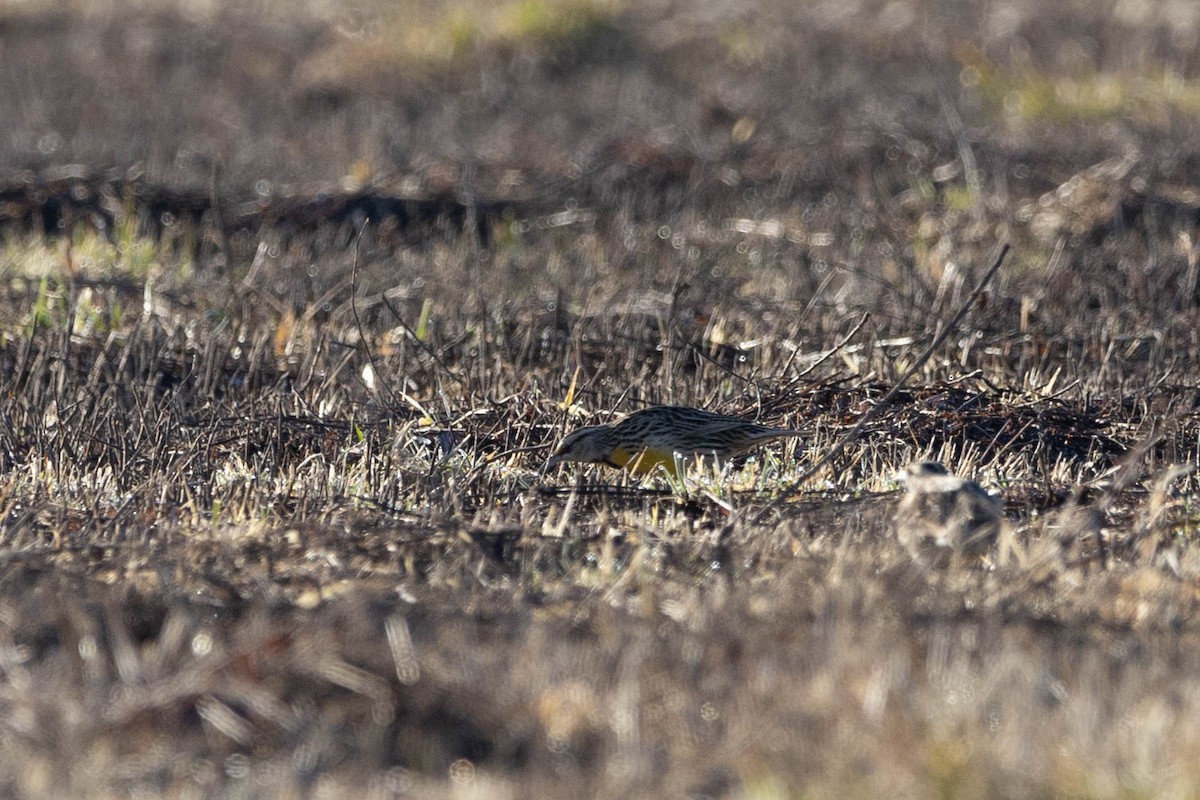 Eastern Meadowlark - ML615678378