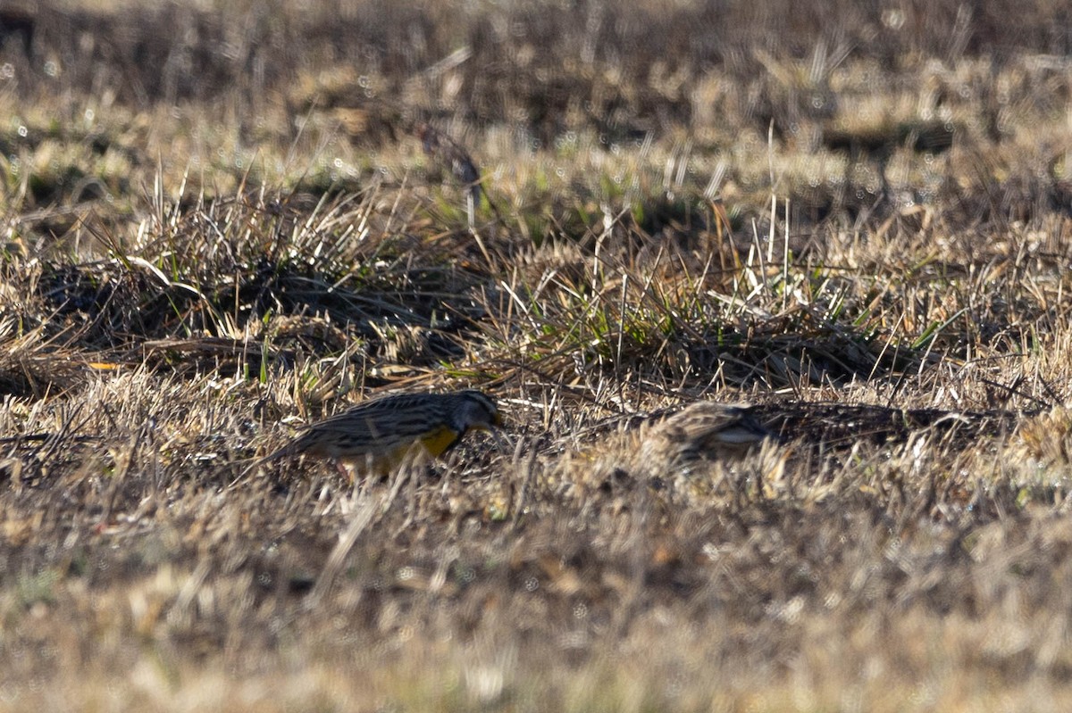 Eastern Meadowlark - ML615678379