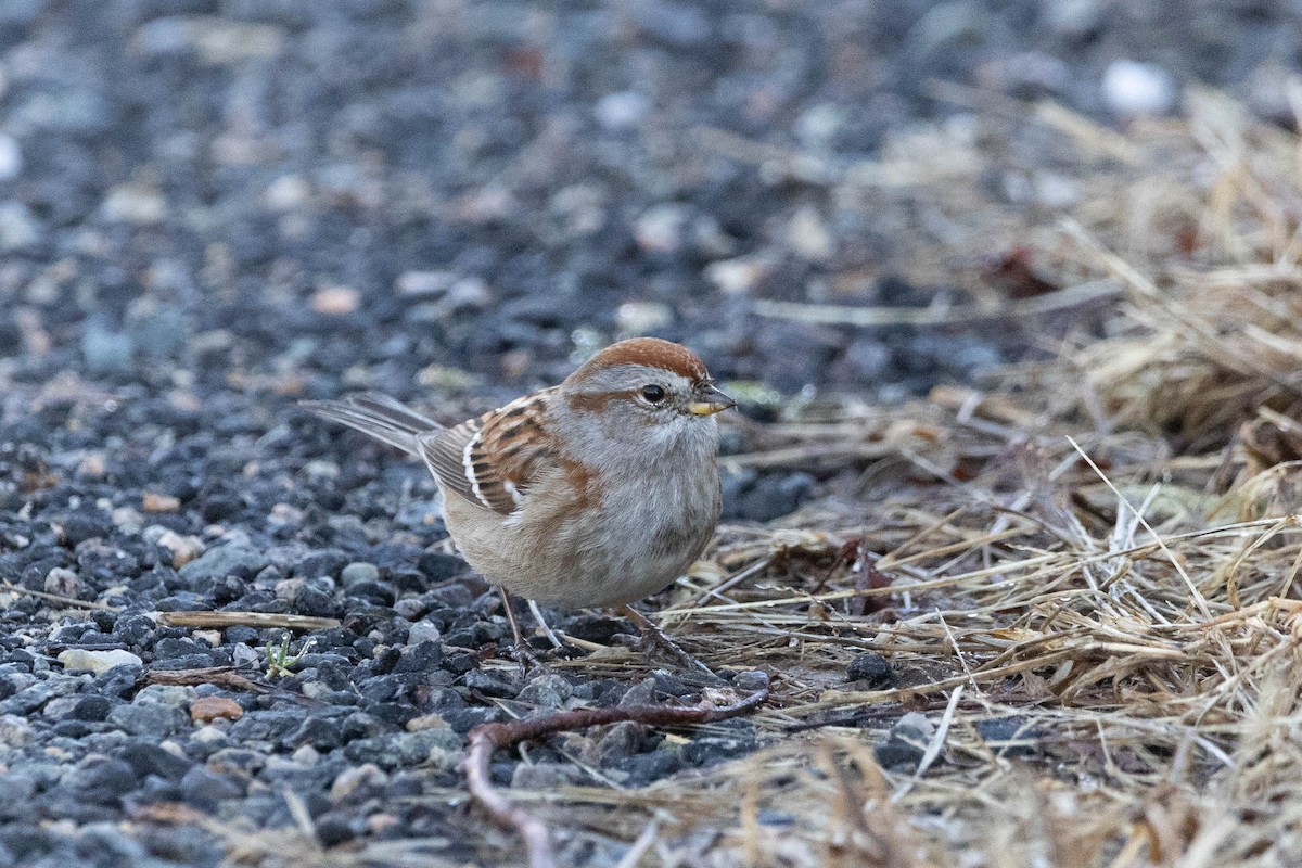 American Tree Sparrow - ML615678384