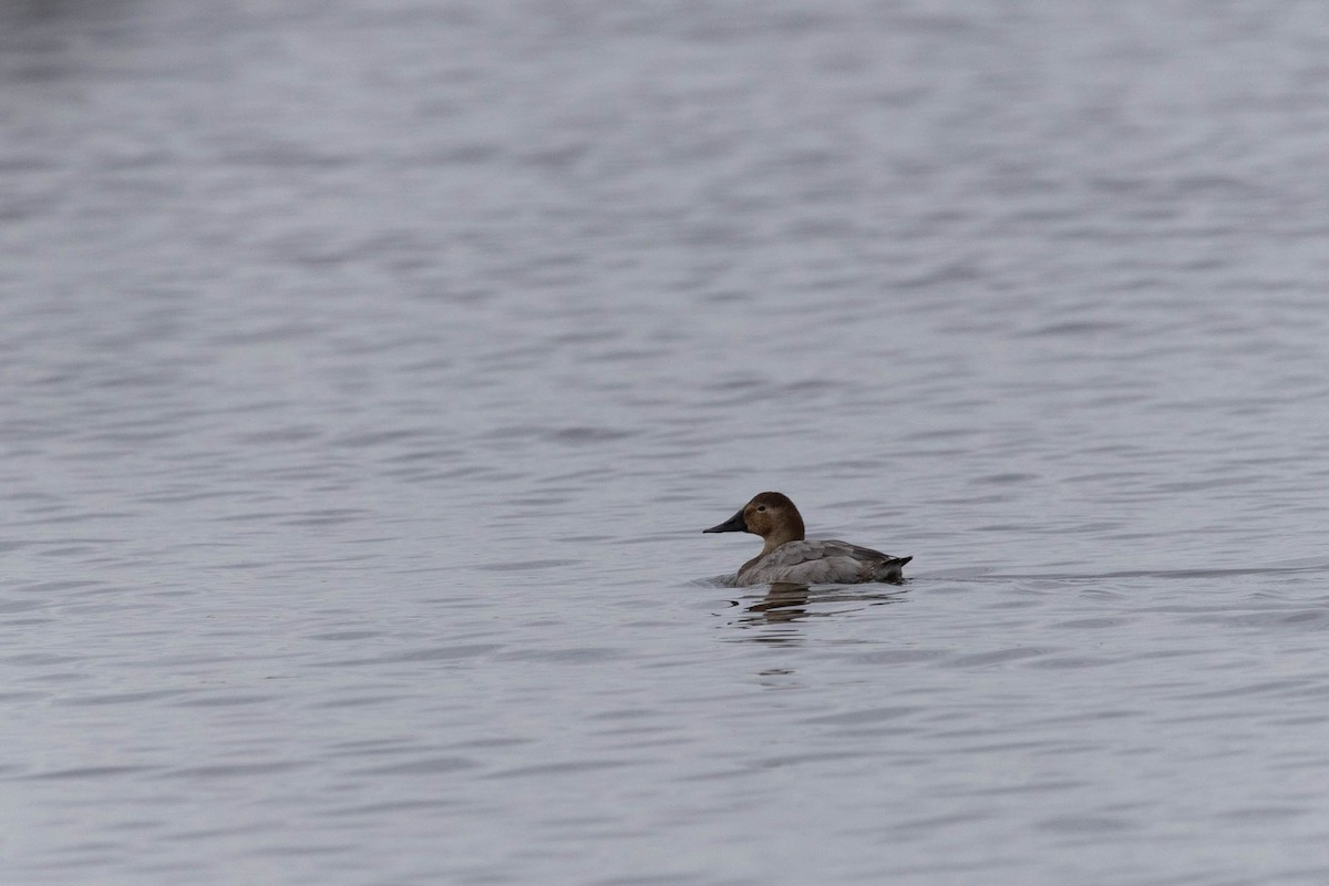 Canvasback - Patrick Colbert Muetterties