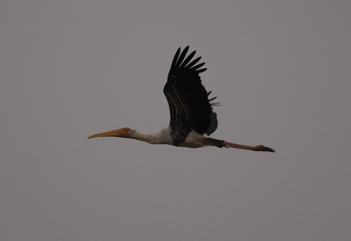 Painted Stork - ML615678430