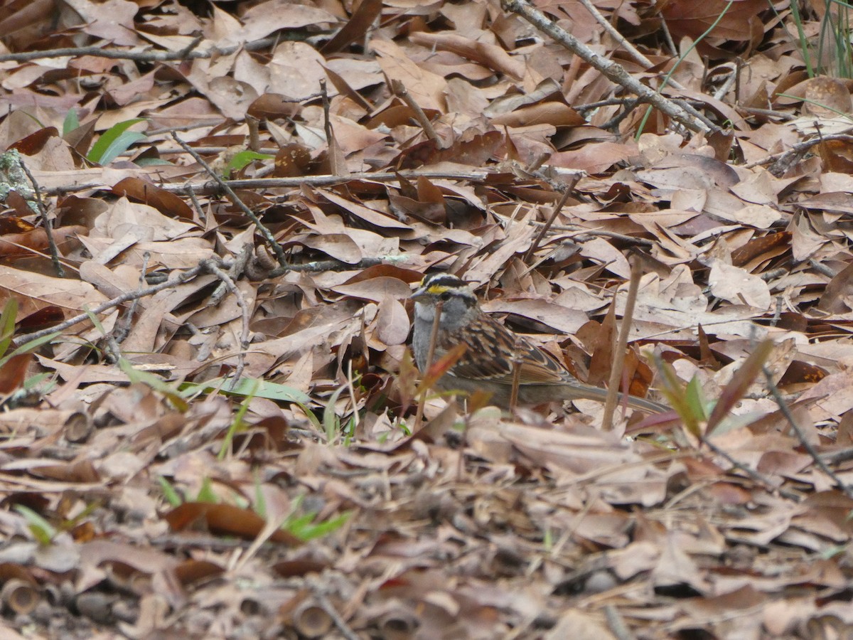 White-throated Sparrow - ML615678484