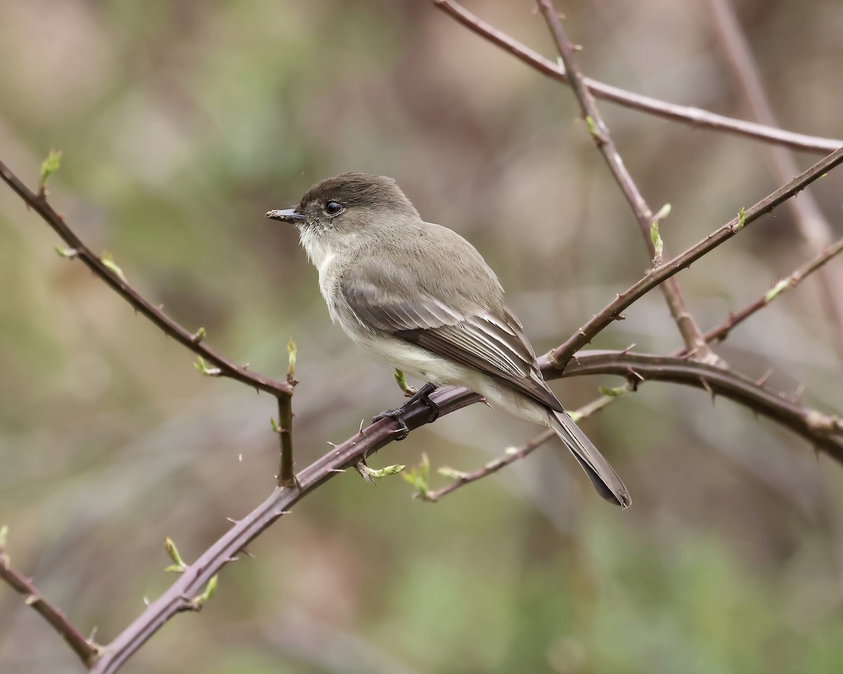 Eastern Phoebe - ML615678507