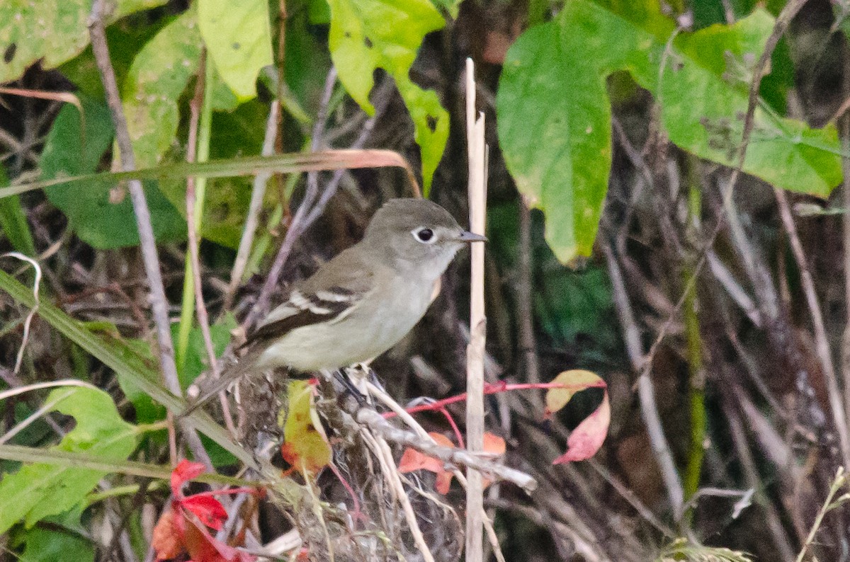 Least Flycatcher - Frank Fogarty