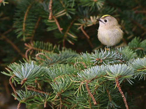 Goldcrest (European) - ML615678612