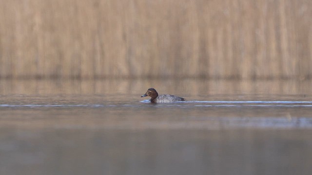 Common Pochard - ML615678621