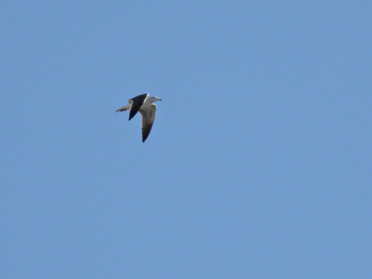 Lesser Black-backed Gull - ML615678791