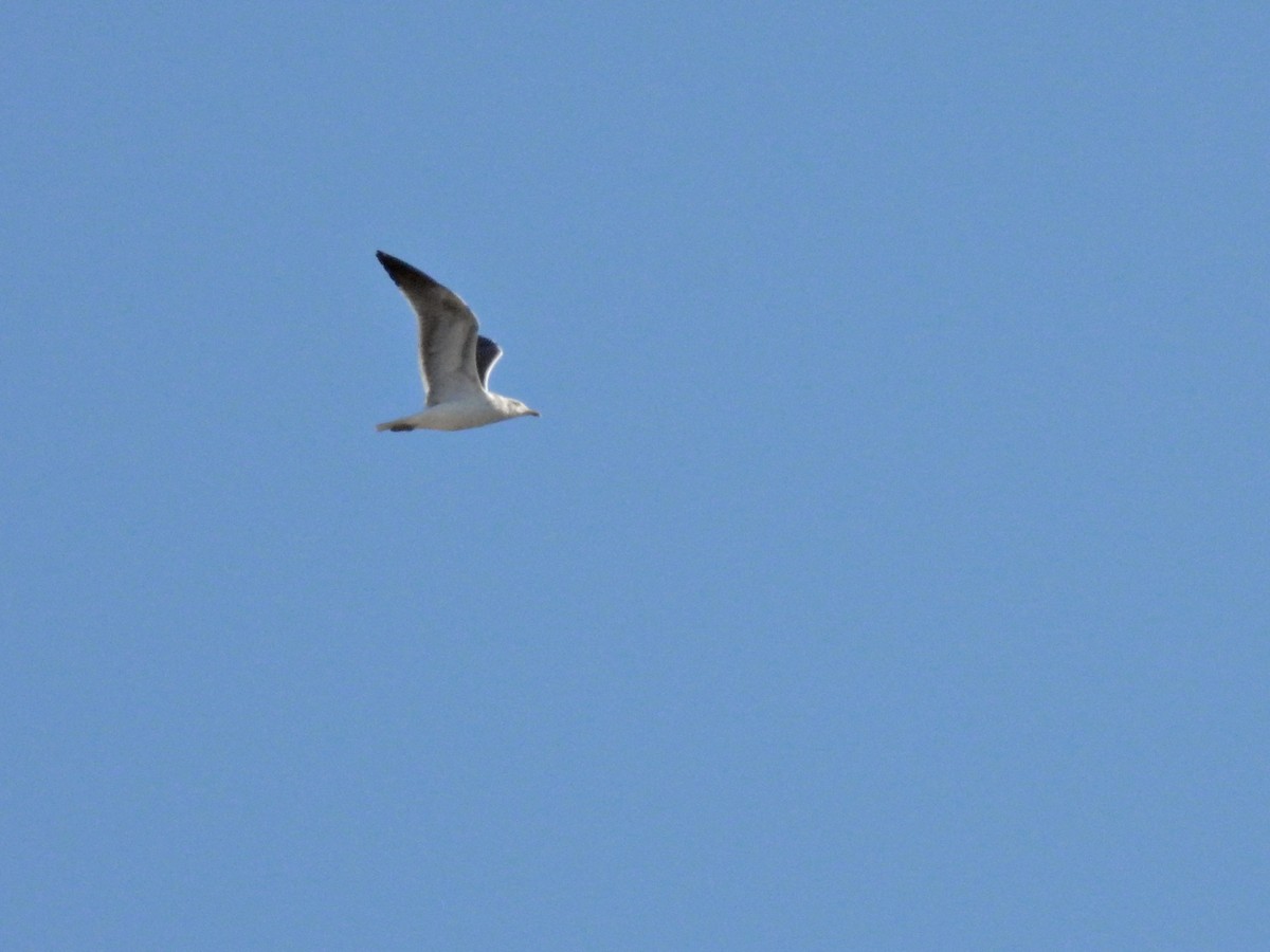 Lesser Black-backed Gull - ML615678795