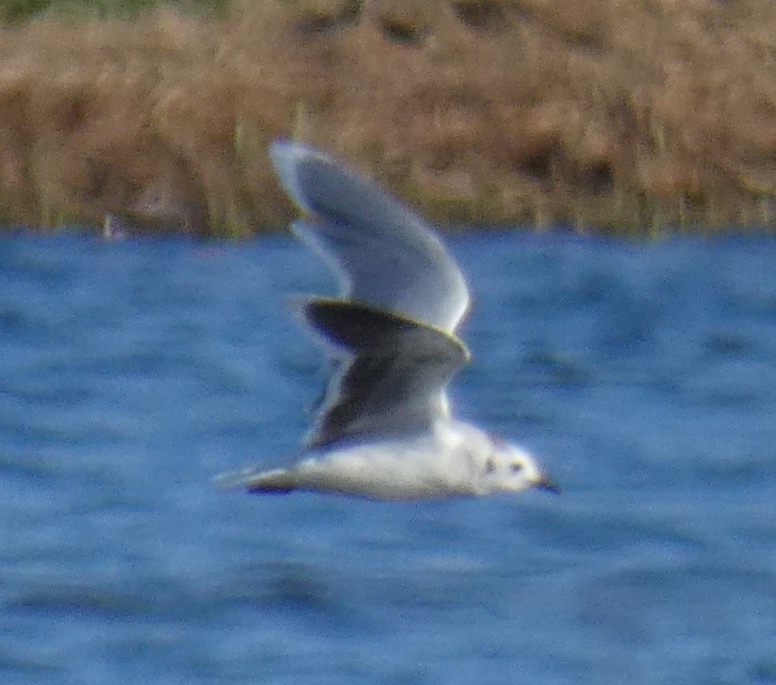 Mouette pygmée - ML615678807