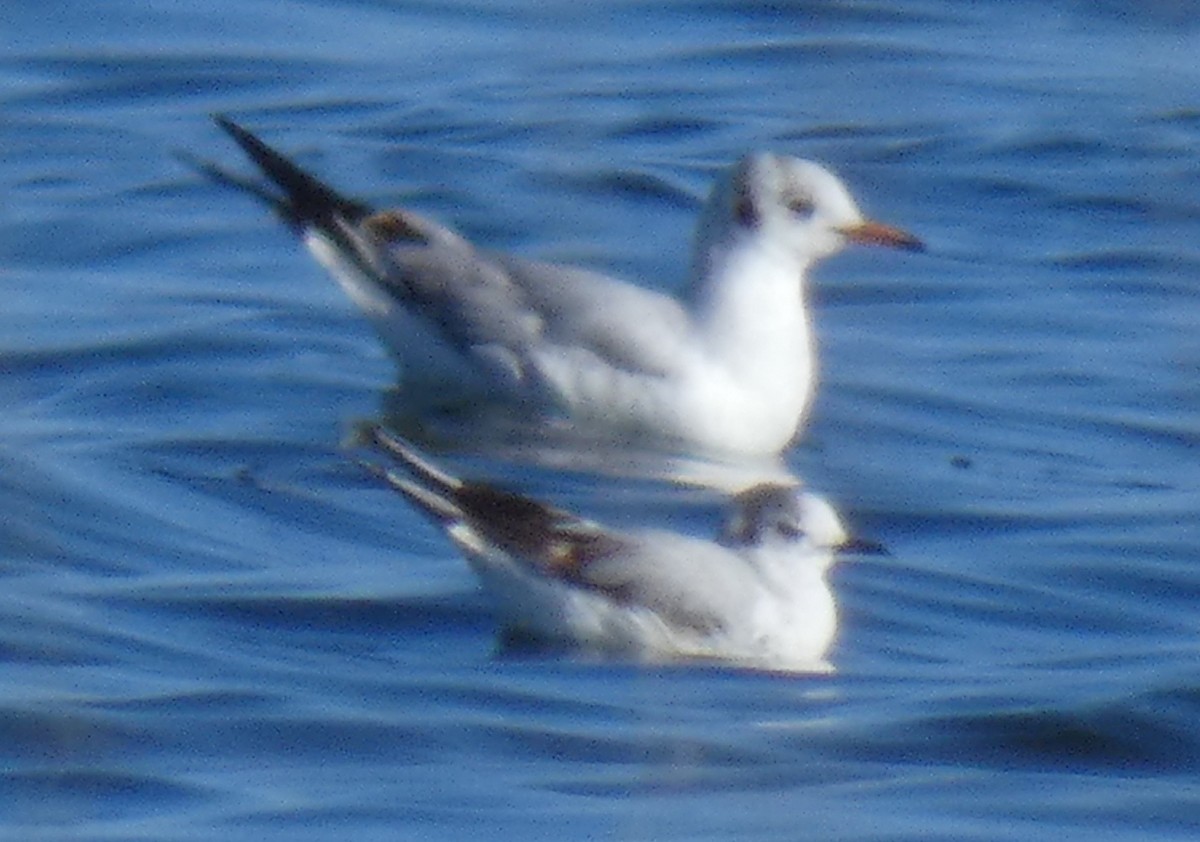 Mouette pygmée - ML615678808