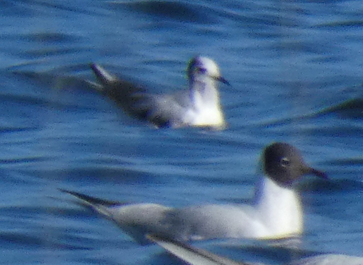 Little Gull - ML615678809