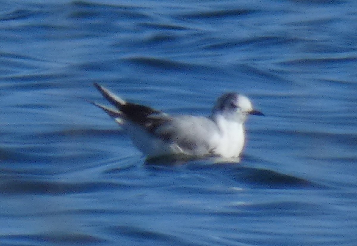 Mouette pygmée - ML615678810