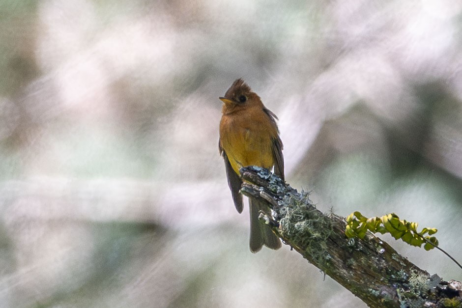 Tufted Flycatcher (Mexican) - ML615678896