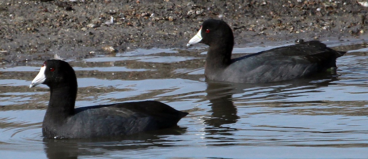 American Coot - Connie Haile