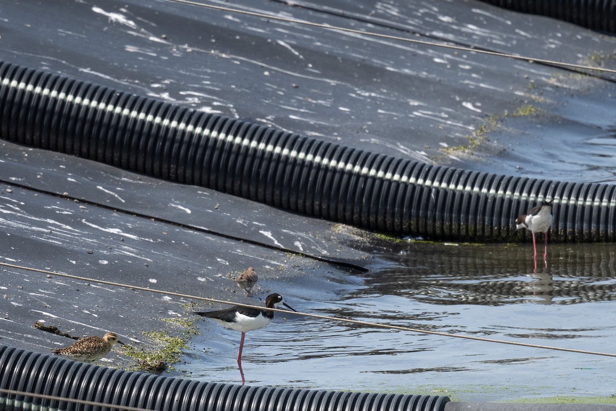 Black-necked Stilt (Hawaiian) - Annette McClellan