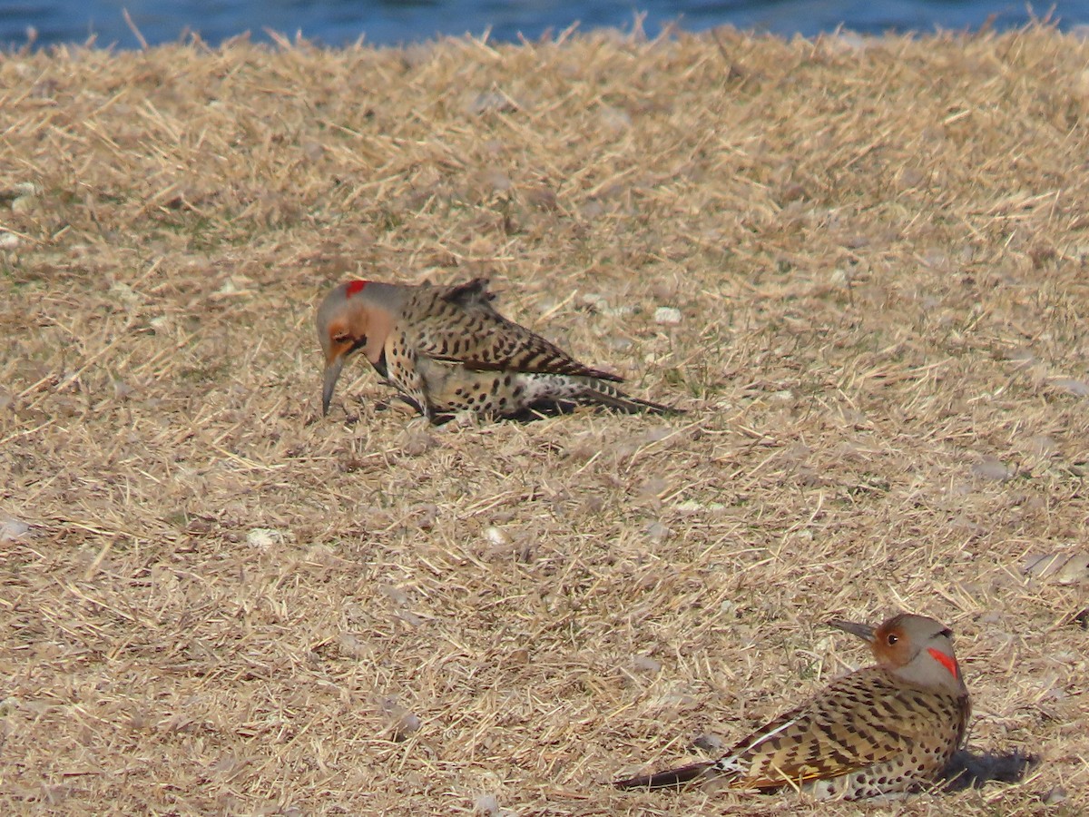 Northern Flicker - Dick Zerger