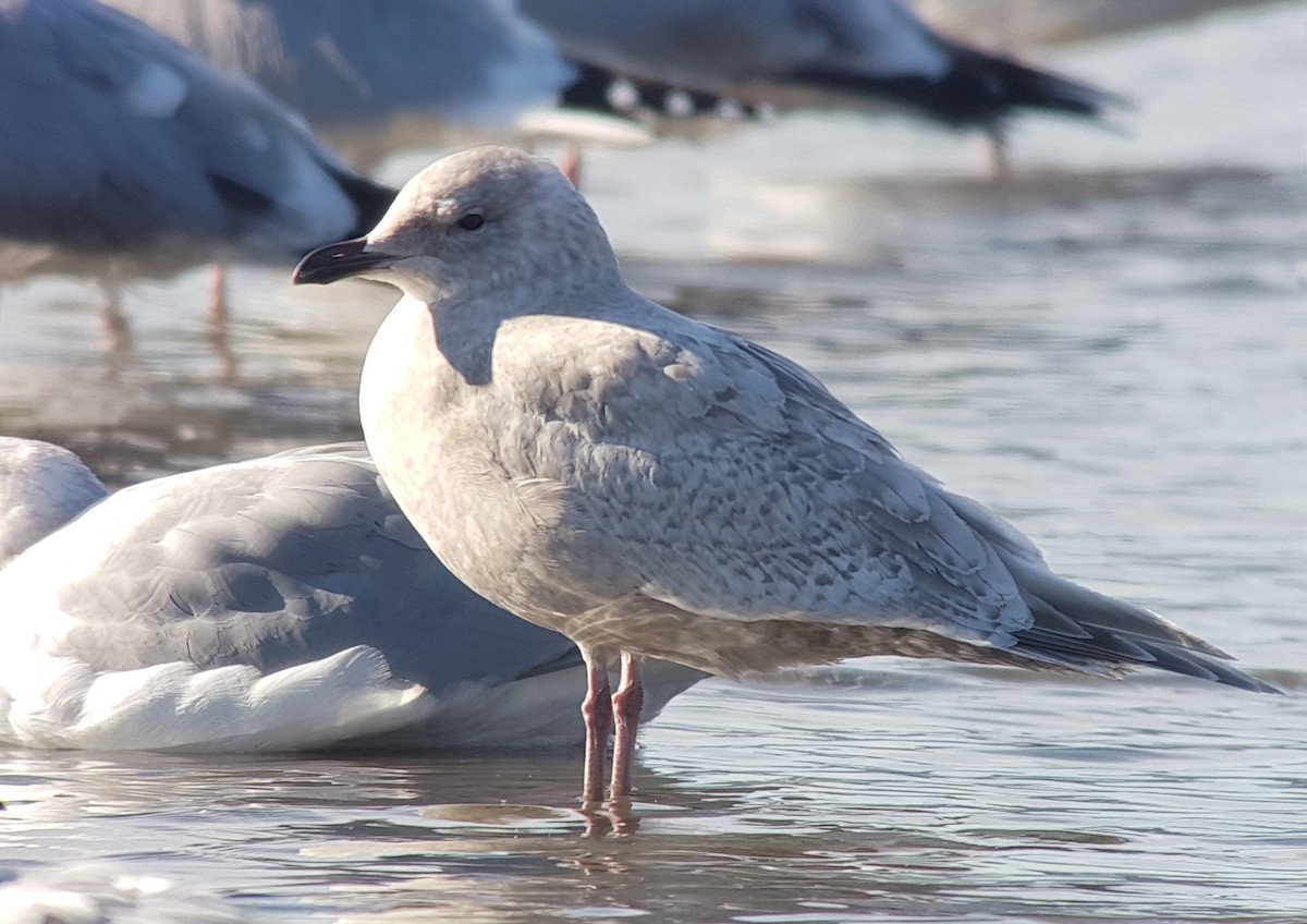 Gaviota Groenlandesa (kumlieni) - ML615678950