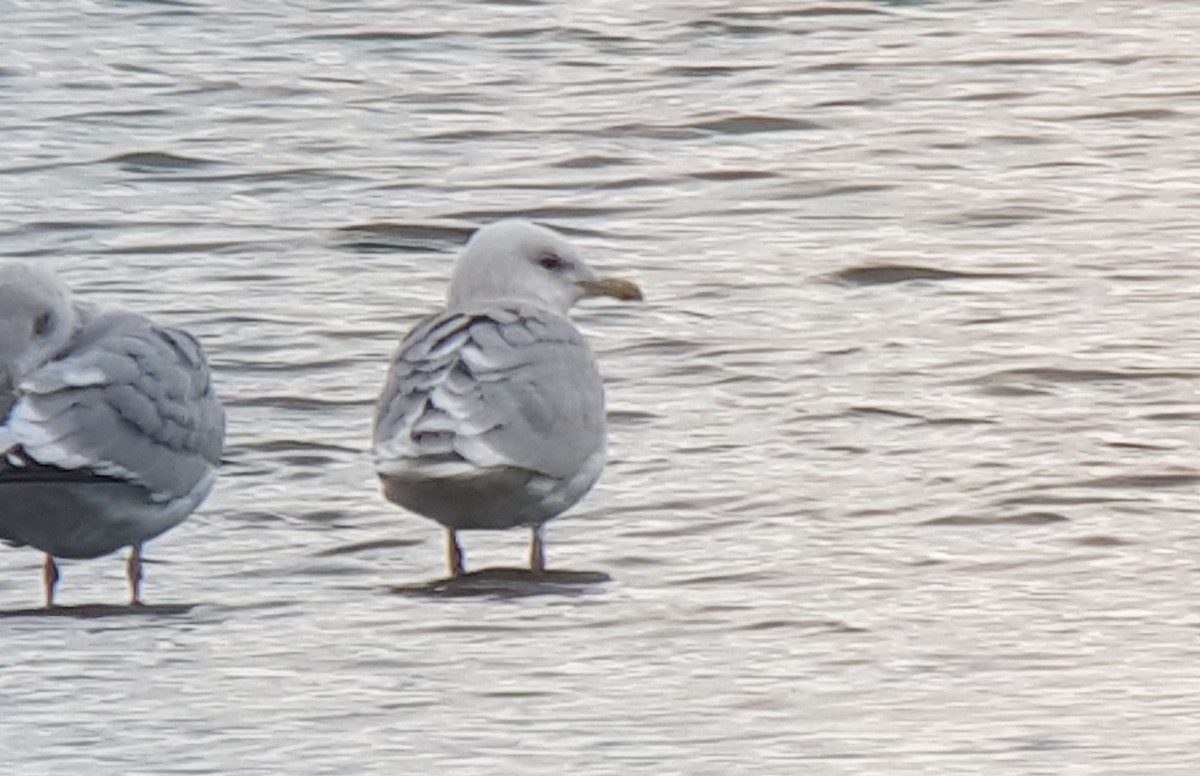 Gaviota Groenlandesa (kumlieni) - ML615678969