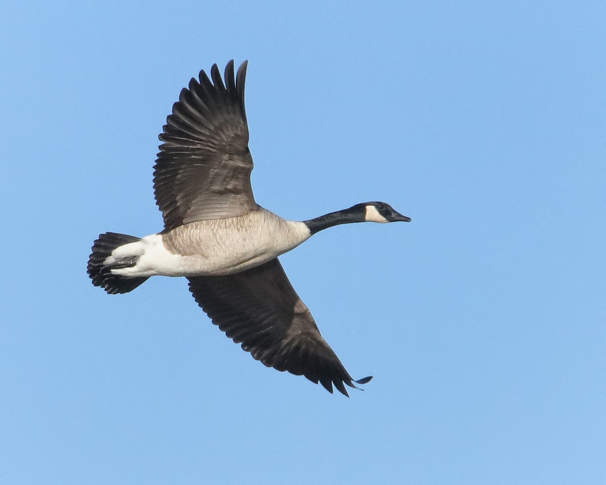 Canada Goose - ML615678971