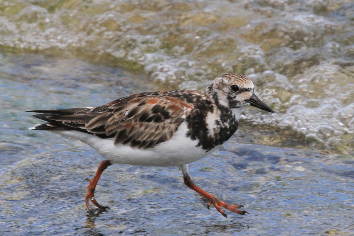 Ruddy Turnstone - ML615679051