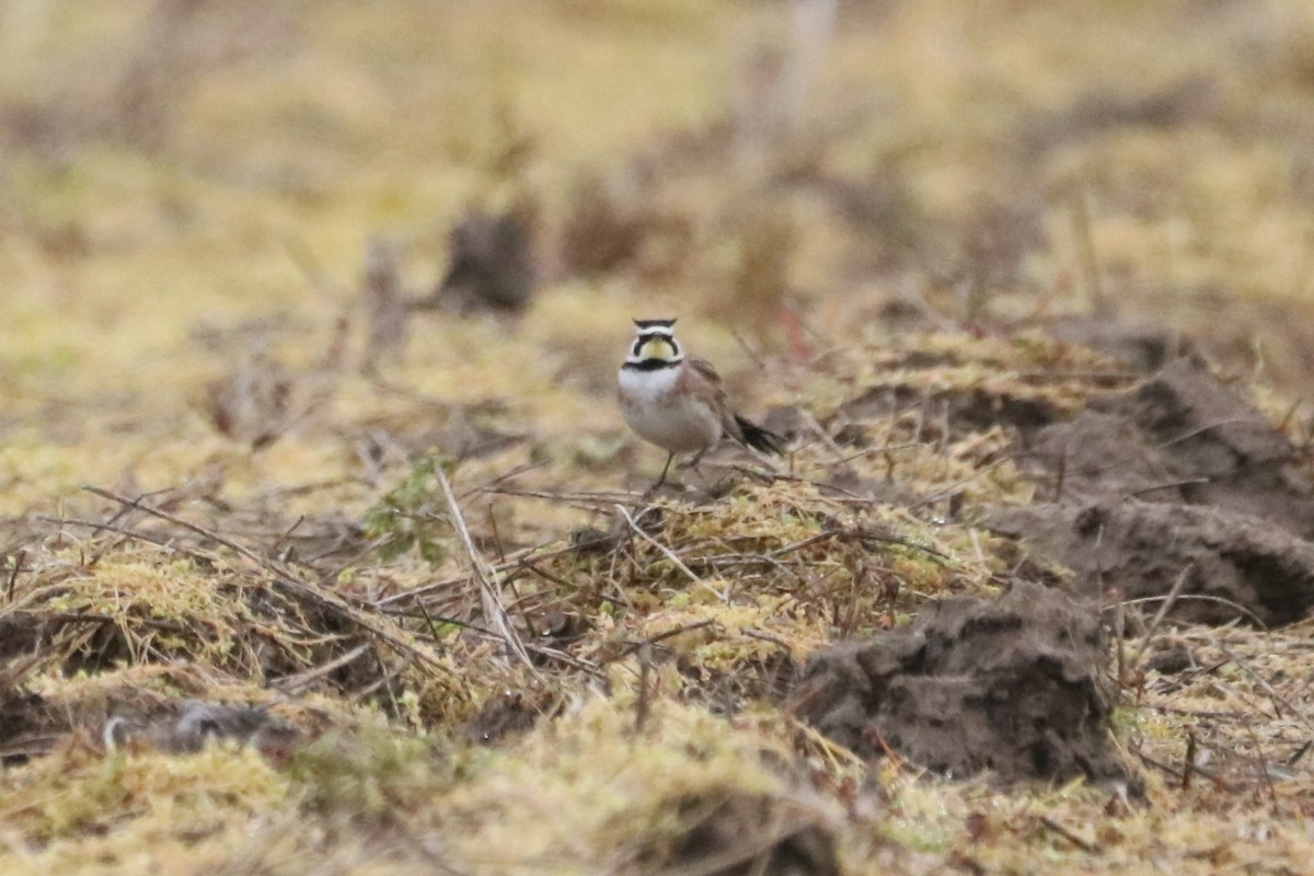 Horned Lark - ML615679055