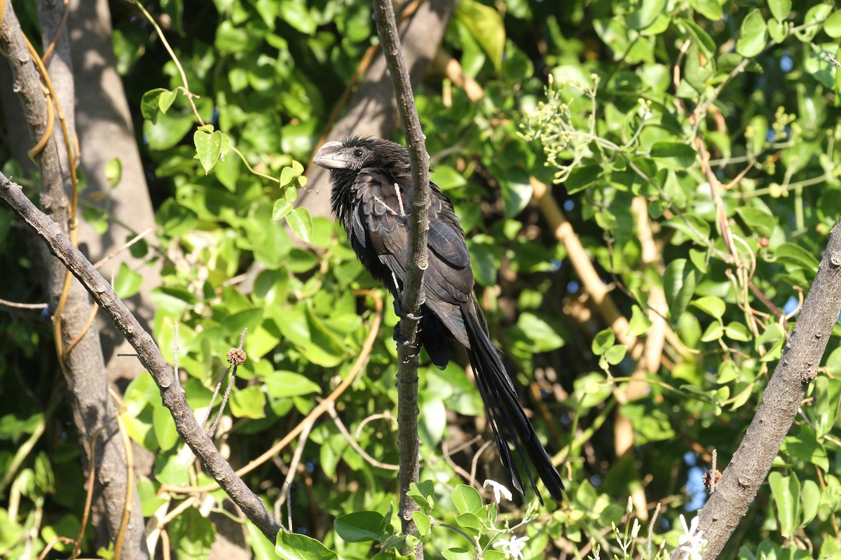 Smooth-billed Ani - ML615679076