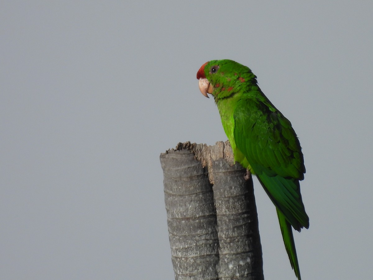 Scarlet-fronted Parakeet - joe trig