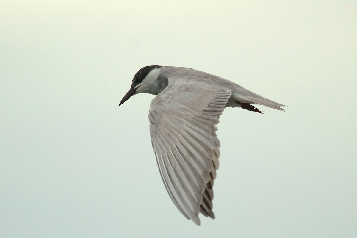 Whiskered Tern - ML61567911