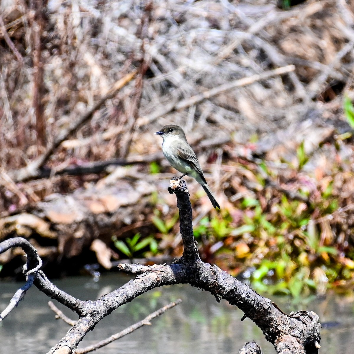 Eastern Phoebe - ML615679163