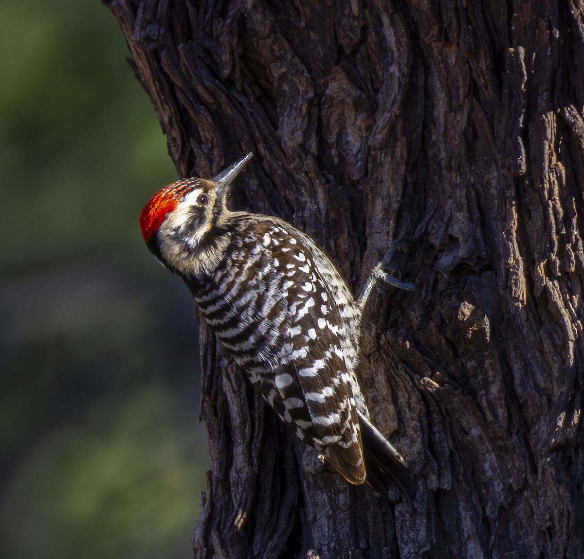 Ladder-backed Woodpecker - Roger Uzun