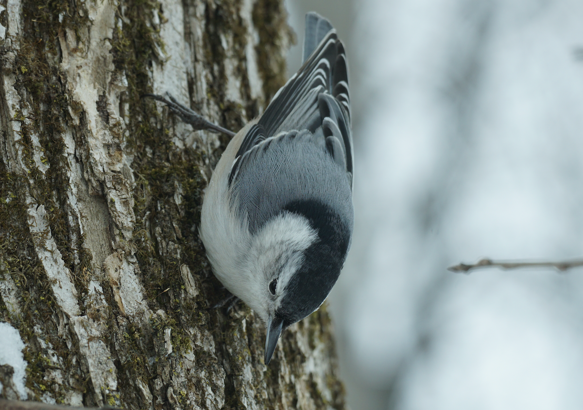 White-breasted Nuthatch - ML615679182