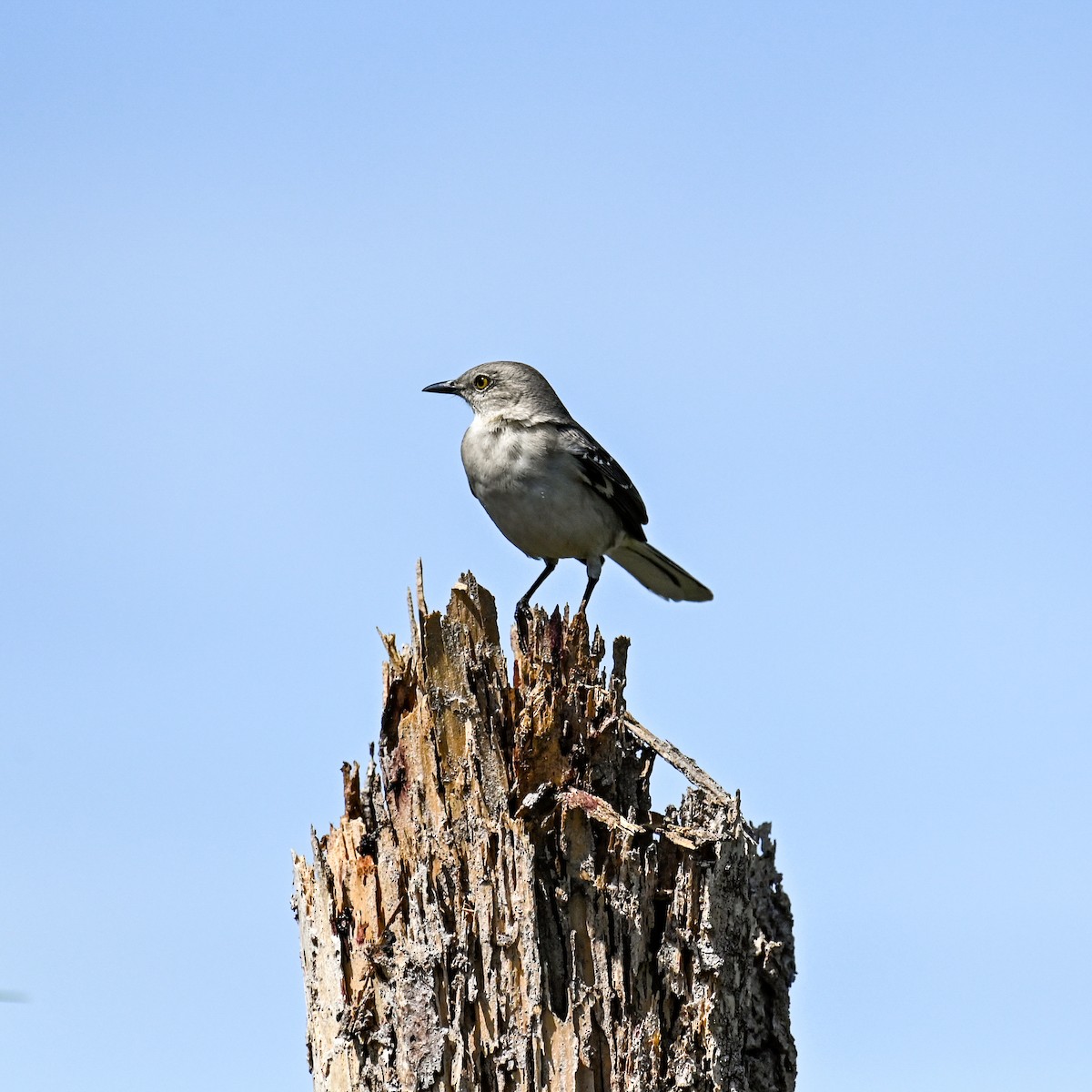 Northern Mockingbird - David Govoni