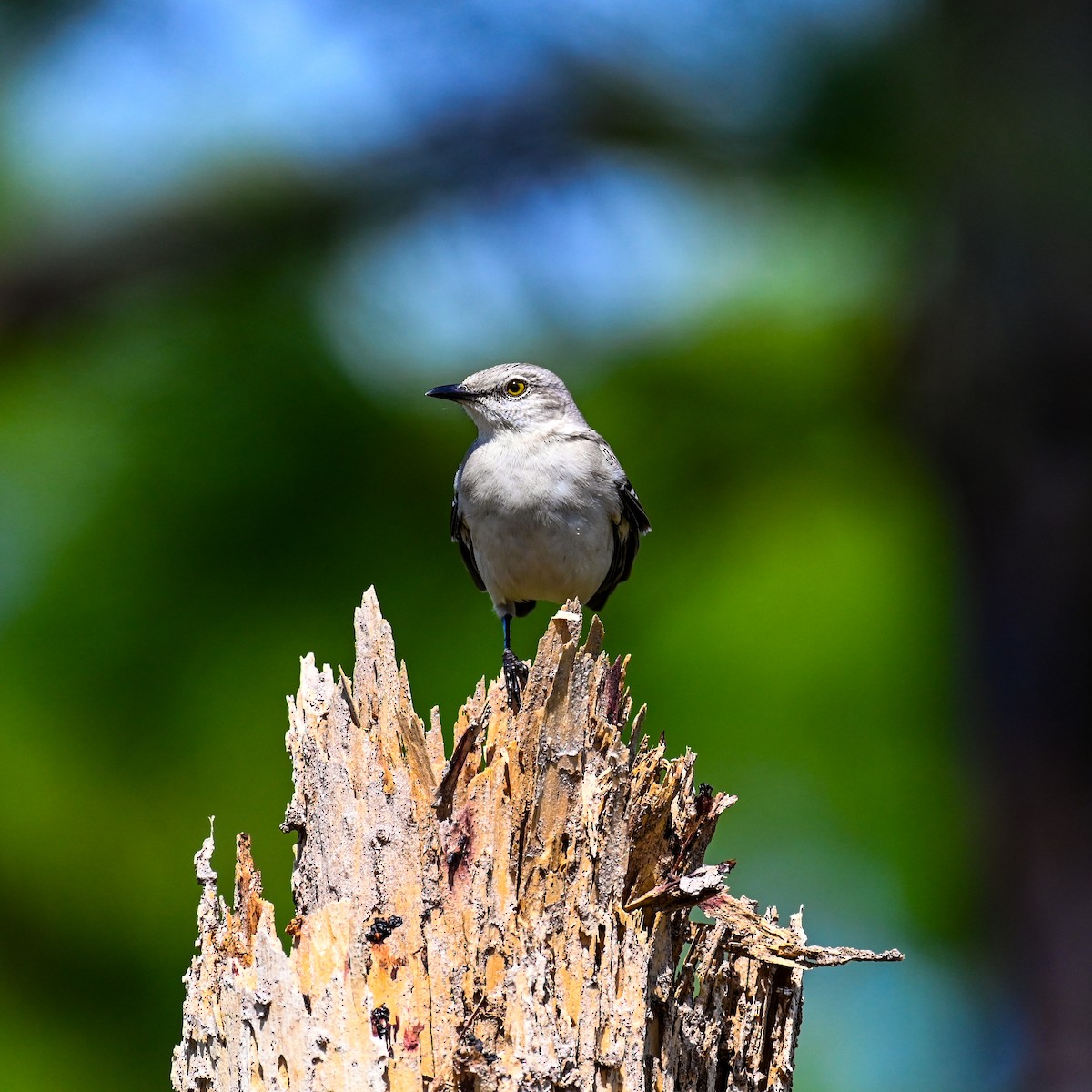 Northern Mockingbird - ML615679186