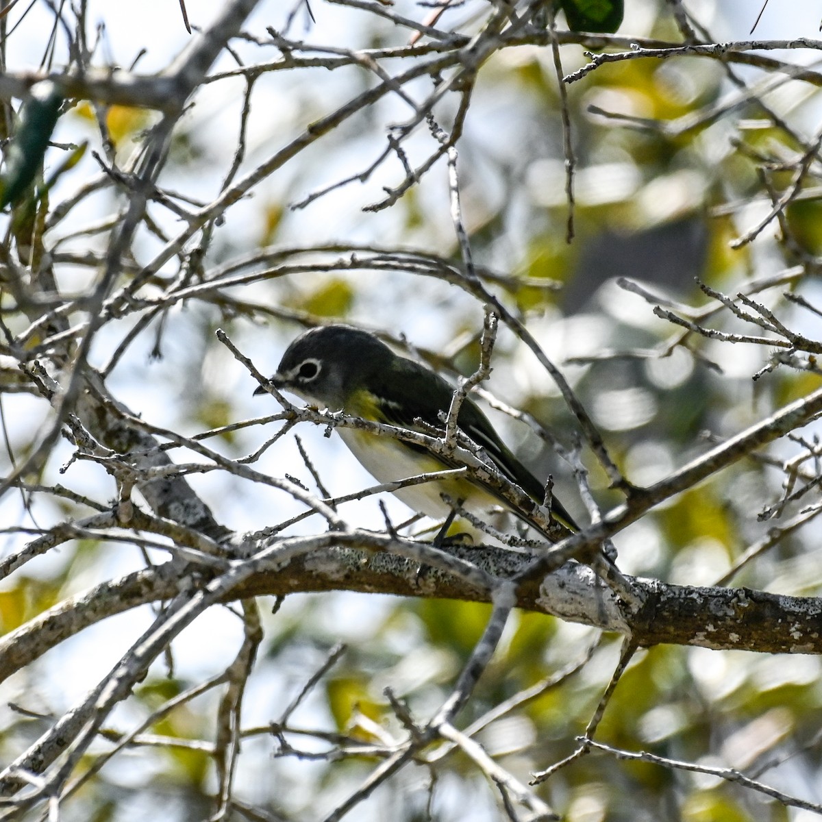 Graukopfvireo - ML615679201