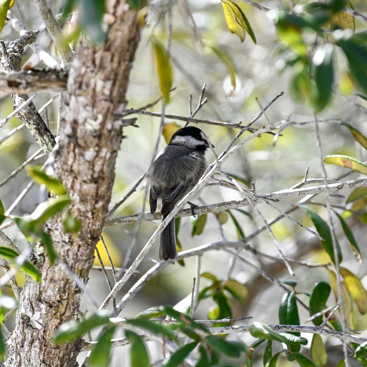 Carolina Chickadee - David Govoni